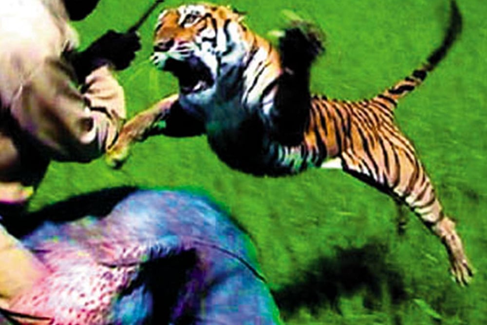 Tiger Kills Two Men In Maharashtra’s Chandrapur