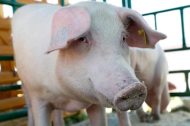 African Swine Fever Detected In Kerala’s Malappuram; Several Panchayats Declared Surveillance Zones