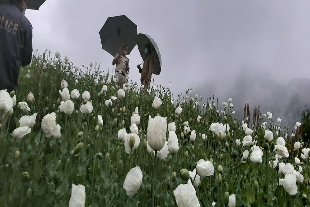 A view of Poppy fields.