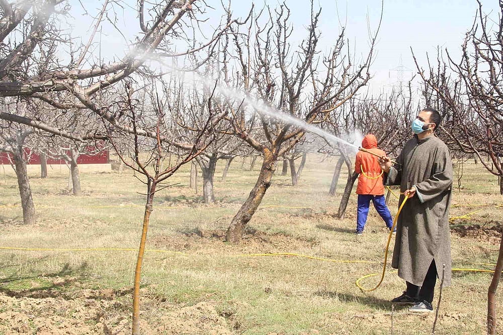 For 3 Successive Years Apple Produce In Kashmir Takes A Hit