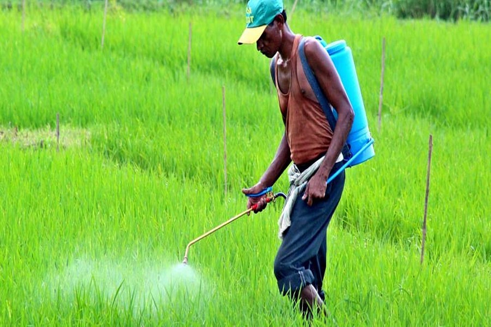 Govt Hikes Subsidy On DAP Fertiliser By 140%; Farmers To Get It At Old Rate