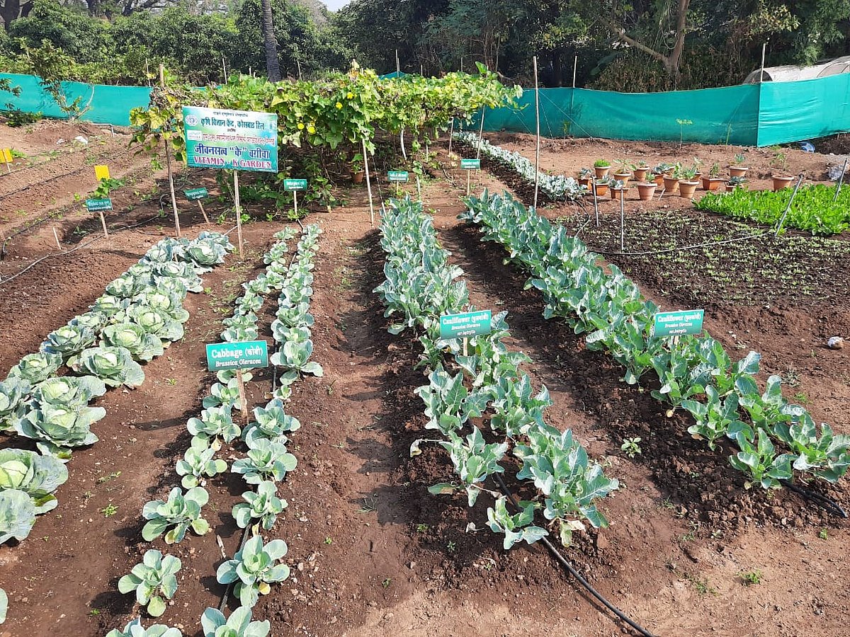 Strengthening A Nutrition Sensitive Approach In Agriculture In India