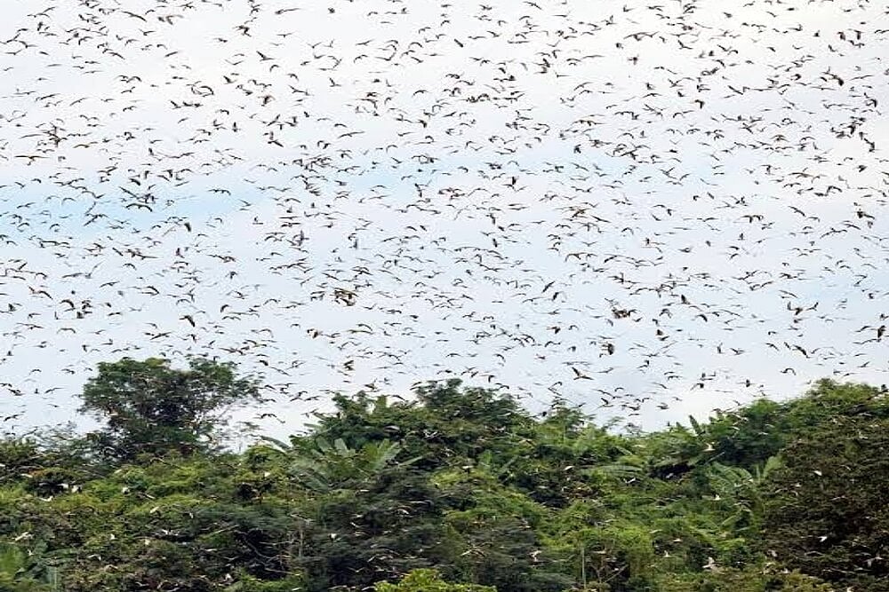 How A  Grassroots Conservationist Turned A Naga Village Into A Biodiversity Peace Corridor