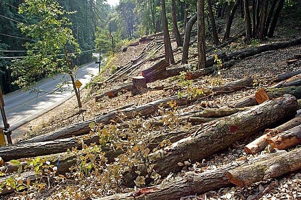 HC Stays Permission On Tree Felling In Shimla