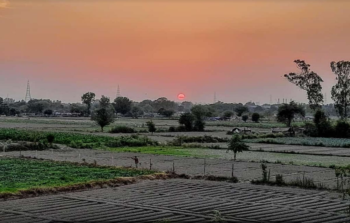 Winning The Battle Against Desert Locusts