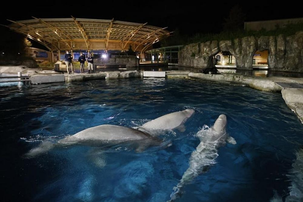 US: Connecticut Aquarium To Auction Off Chance To Name Three Beluga Whales