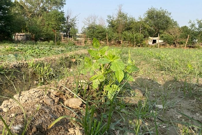 Climate Change Fans Spread Of Pests, Threats Plants And Crops: Study