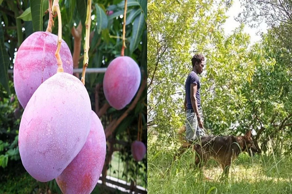 Mango Security: Farmer In MP Hires Nine Dogs, Three Guards To Protect Rare Mangoes