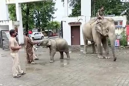 Assam Cops Seize Elephant For Killing A 14-Year-Old Boy