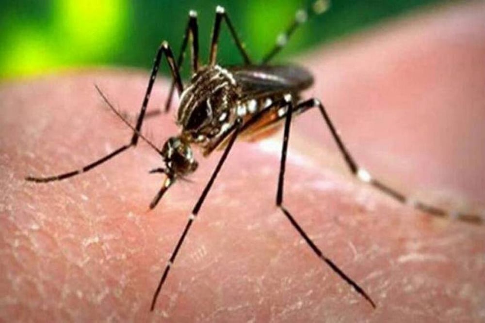 Kerala Logs Another Zika Virus Infection, Caseload Rises To 38