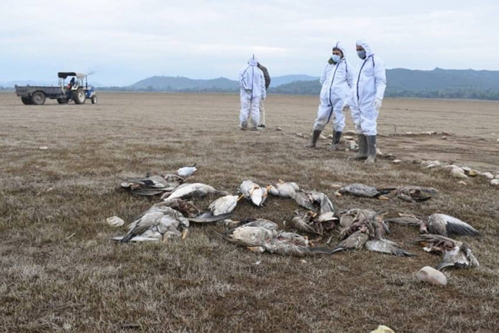 Human-To-Human Transmission Of Bird Flu Rare, No Need To Panic: AIIMS Chief