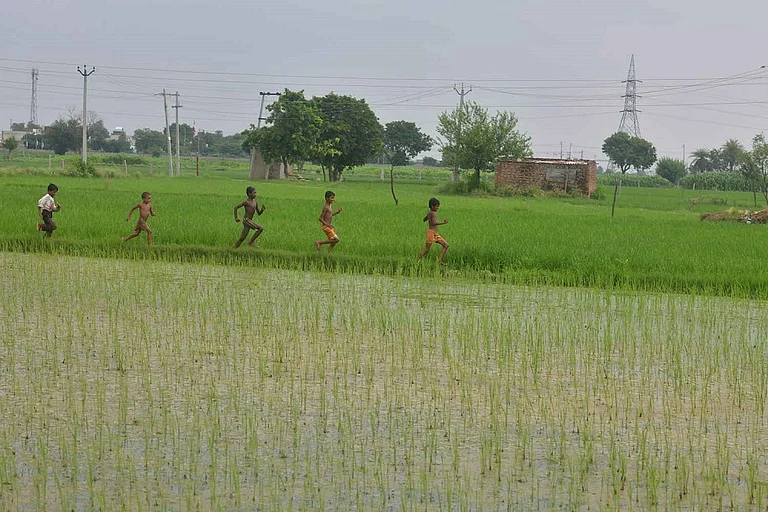 Organic Farming For Sustainable Agriculture And Food Systems In India - null