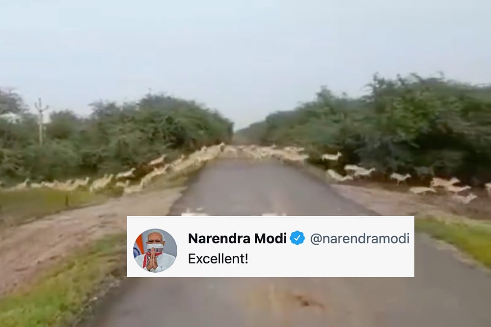 'Excellent' Video of 3,000 Blackbucks Crossing Road Leaves PM Modi Impressed
