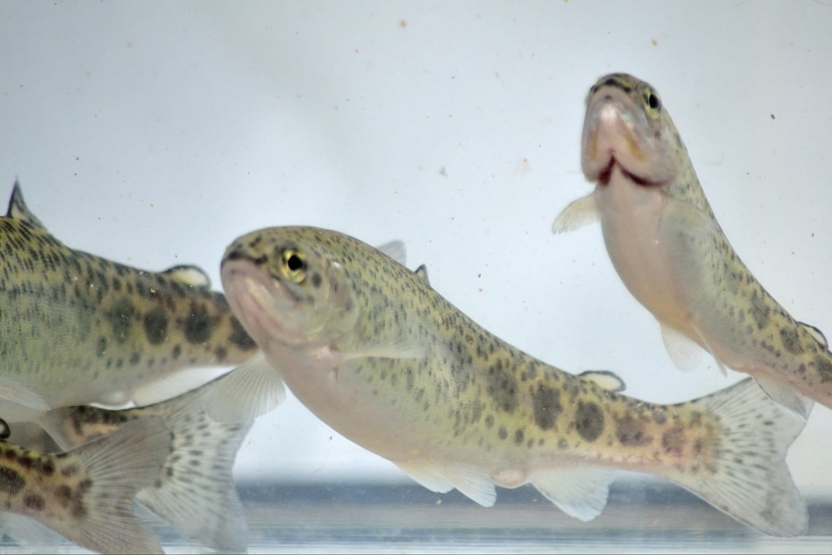 From Icy Streams, Trout Fish Find New Home in Warm Waters of Himachal Pradesh