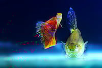 Ornamental Fishery: Could Farmers Reap Gold? Ornamental Fishery: Could Farmers Reap Gold?
