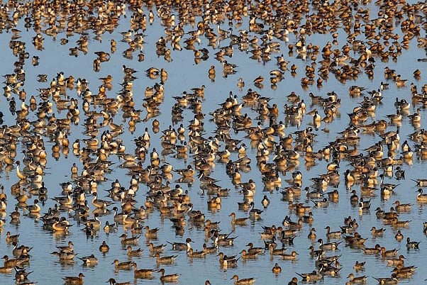 Odisha's Bhitarkanika Crowded With Migratory Waterbirds For Annual Breeding Season