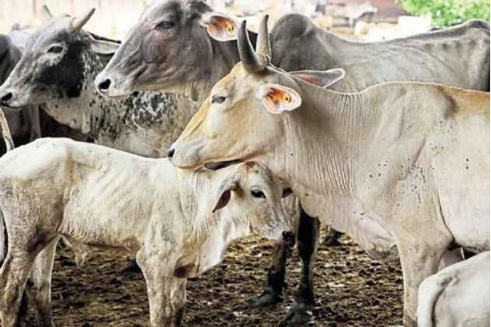 Kerala's 'Periyar Cow' Gets New Lease On Life In Face Of Extinction