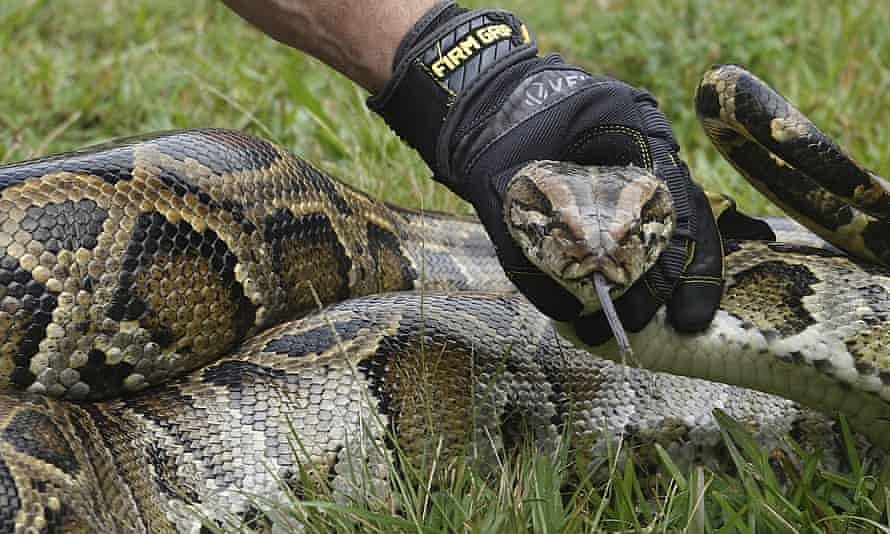 Forest Office Rescues 11-Ft-Long Python That Swallowed A Small Monkey In Gujarat