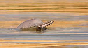 Dead Dolphin Washes Ashore Mumbai's Juhu Beach