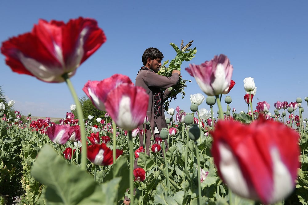 An Afghan farmer works on a poppy field collecting the bulbs swollen with raw opium.