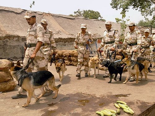 Three Afghan-Returned ITBP Combat Canines To Join Anti-Naxal Operations In Chhattisgarh