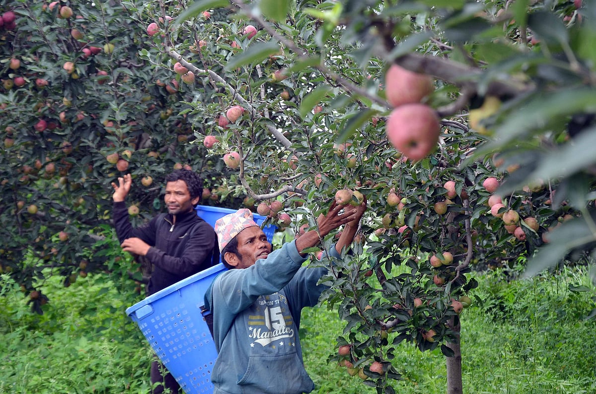 Himachal Pradesh Apple Farming