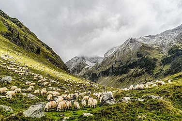 Pastoralists, Original Livestock Keepers Of Civilisation, Pushed To Margins