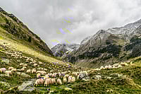 Pastoralists, Original Livestock Keepers Of Civilisation, Pushed To Margins Pastoralists, Original Livestock Keepers Of Civilisation, Pushed To Margins