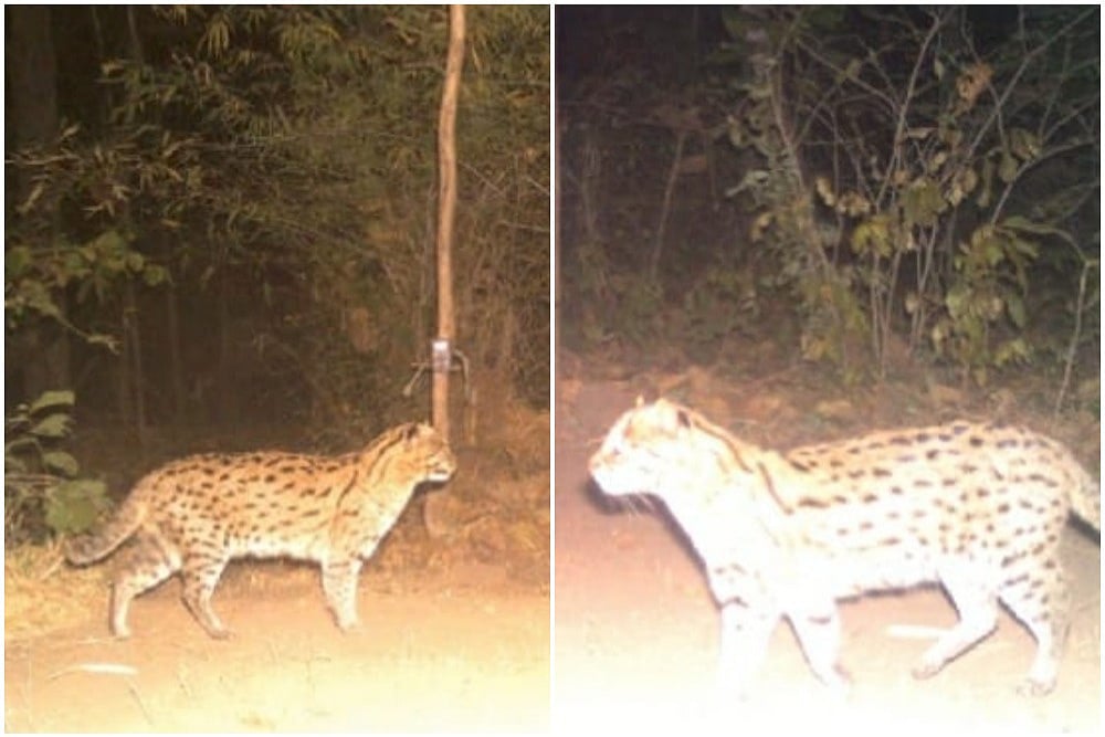 Endangered 'Fishing Cat' Caught On Cam In MP's Panna Tiger Reserve Leaves Twitter Thrilled