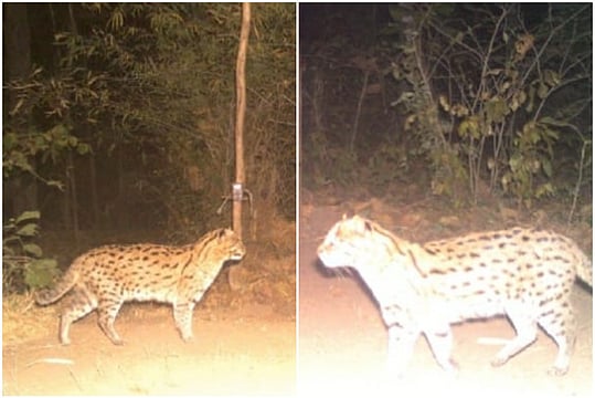 Endangered 'Fishing Cat' Caught On Cam In MP's Panna Tiger Reserve Leaves Twitter Thrilled
