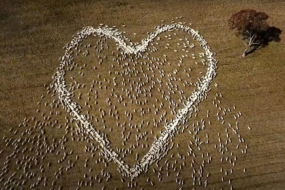 Australian Farmer Mourns Beloved Aunt With Heart Made Of Sheep