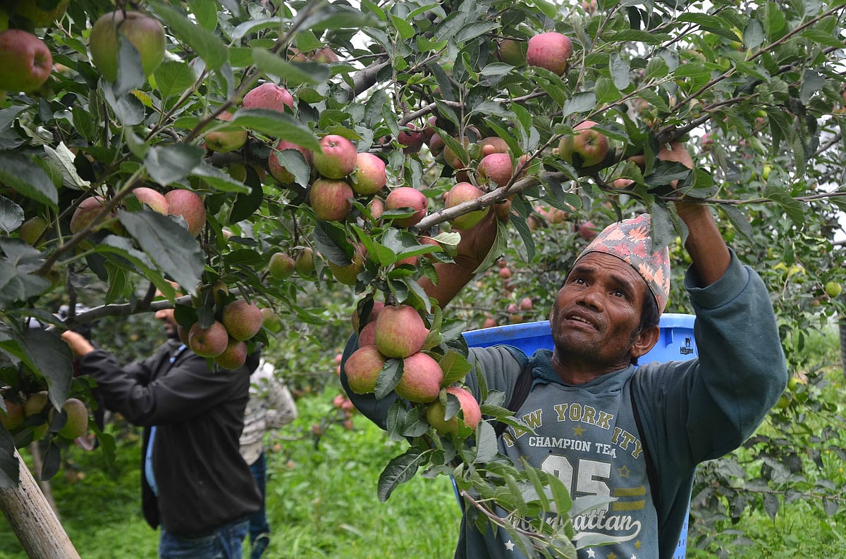 Apple orchard, Shimla