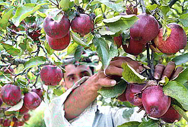 Are Iranian Apples Coming Via Afghanistan Killing The Indian Fruit?