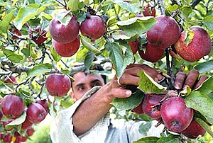 Are Iranian Apples Coming Via Afghanistan Killing The Indian Fruit?