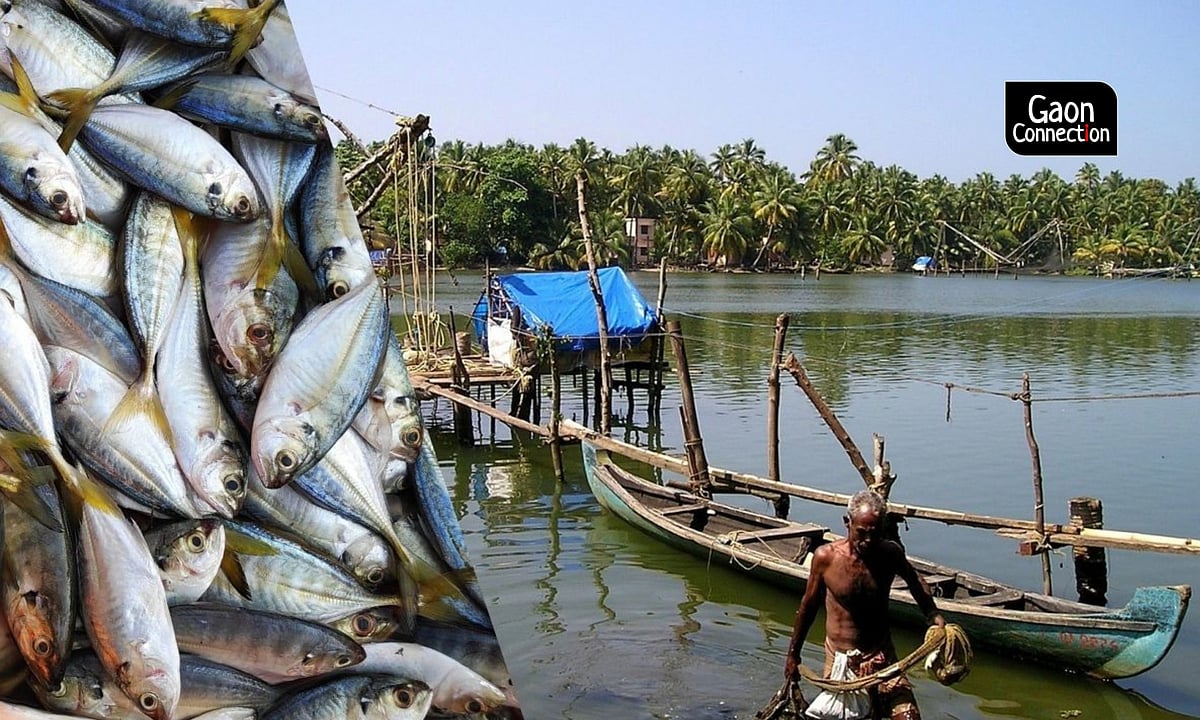 From Fishing To Fish Farming: Future of Fish