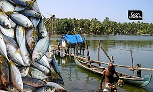 From Fishing To Fish Farming: Future of Fish