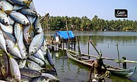 From Fishing To Fish Farming: Future of Fish From Fishing To Fish Farming: Future of Fish
