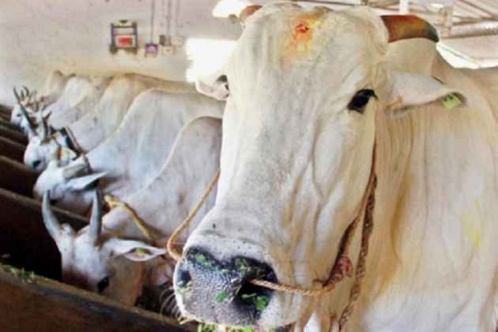Cow vigilantes arrested for murder. (Representational image)