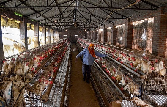 New Techniques To Turn Poultry Feather & Animal Hair To Fertiliser