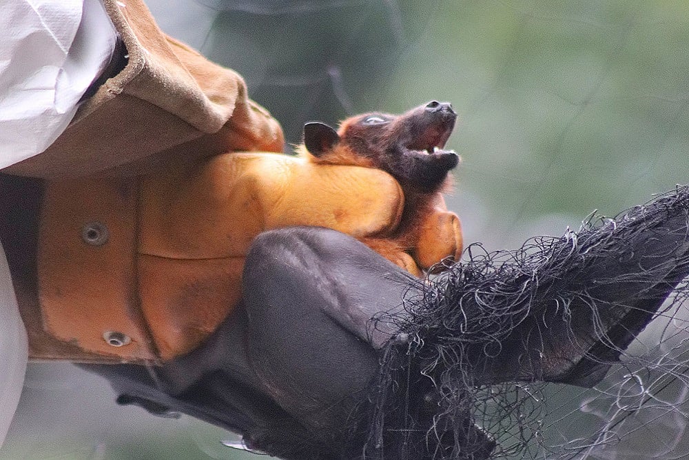Inside Kerala’s Pazhur Village – Where Nipah Broke Out And Was Contained