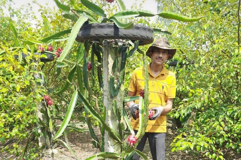Excited By Praises From PM Modi And CM Adityanath, UP Farmer Grows Dragon Fruits In Barabanki