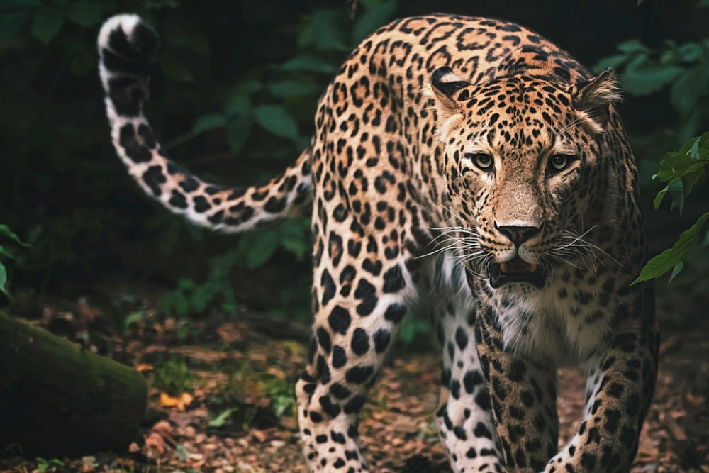 Delhi To Get Its First Wild Animal Rescue Park