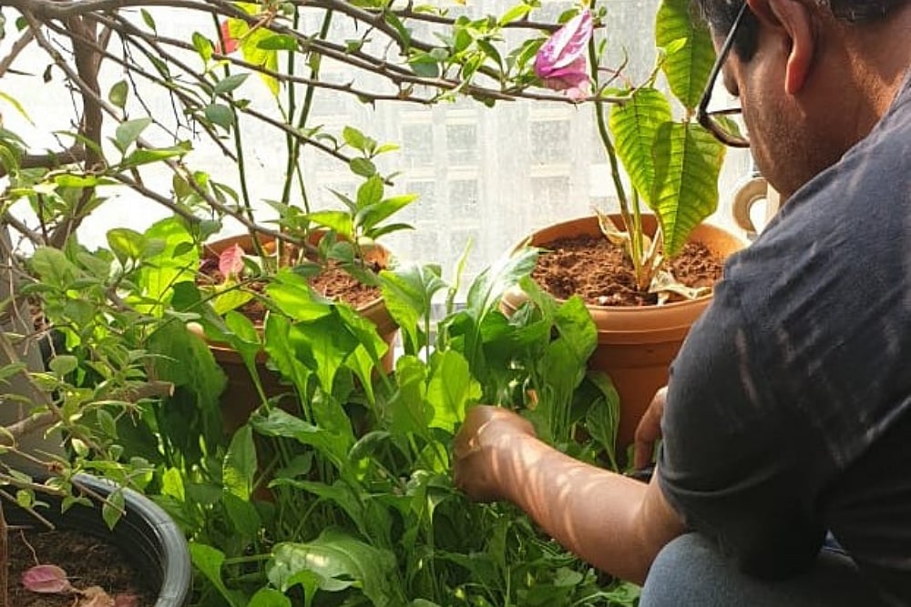 ‘Fruit And Vegetables: Opportunities And Challenges For Small-Scale Sustainable Farming’