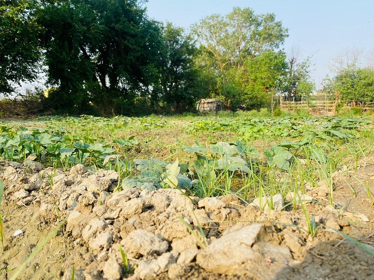 How Your Plants Recognise And Respond To Microbe Invasion