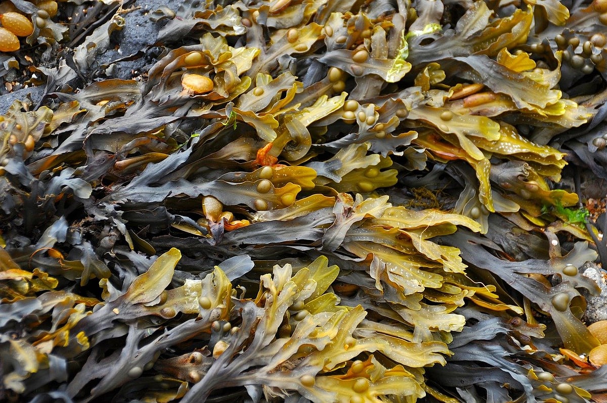 Seaweed Cultivation Market May Top Valuation Of USD 41 Bn By 2031: Study