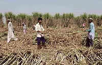 Online Filing Of Declaration Form Gets Easier For UP Sugarcane Farmers, Uploading Details Not Needed Anymore