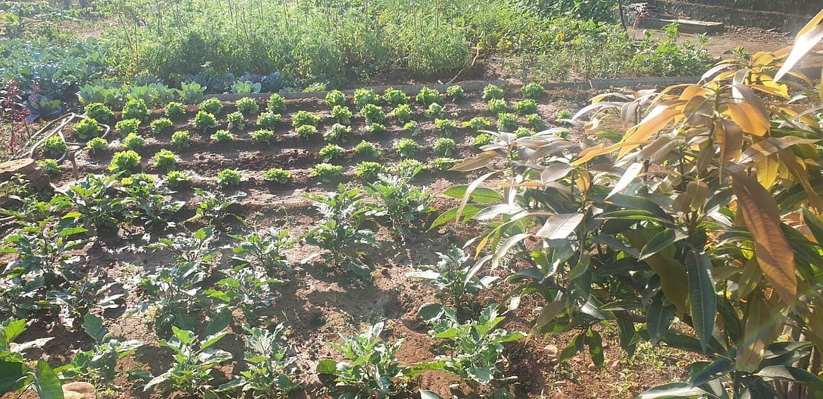 Your Plants May Benefit From Compounds Produced By Ants!