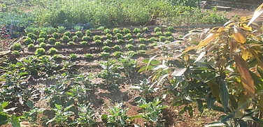 Your Plants May Benefit From Compounds Produced By Ants!