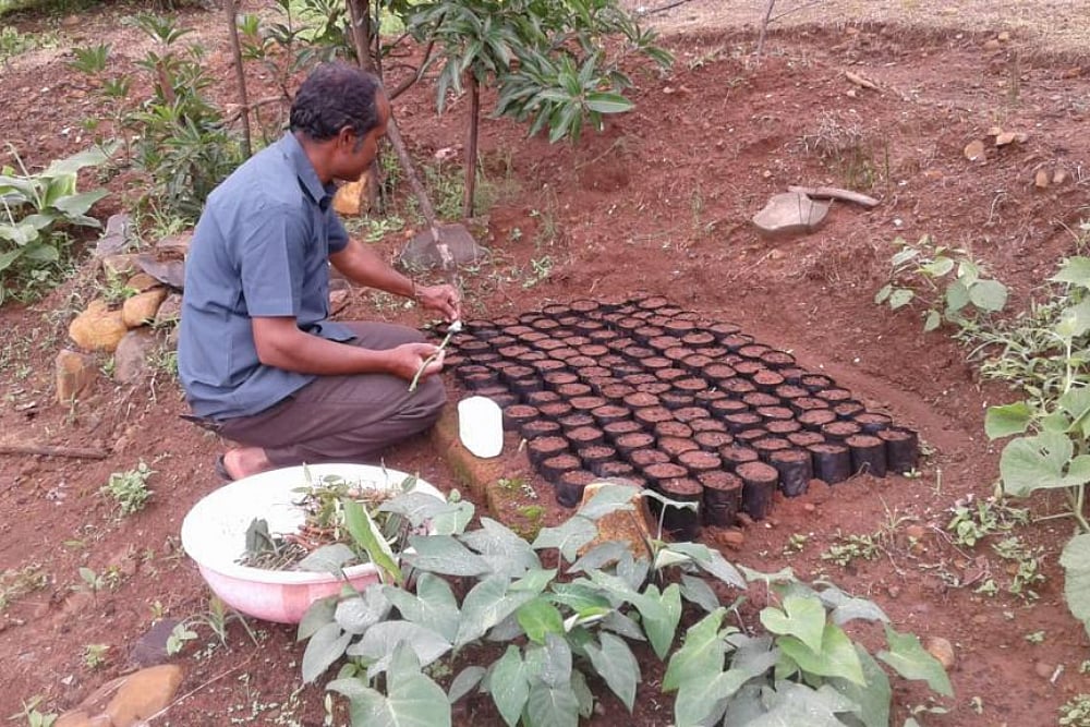 Growing Veggies & Fruits In Your Backyard: ‘Eat Fresh, Eat Pure’