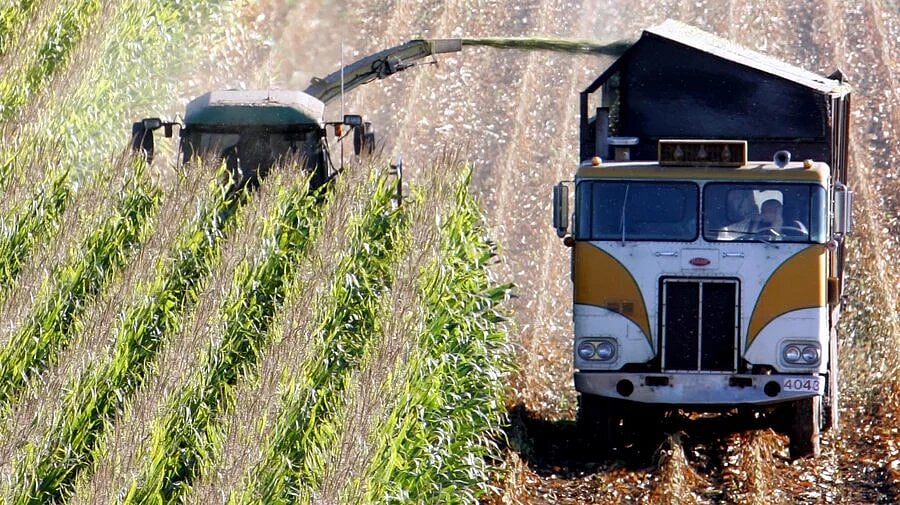 UK Permits Development Of Gene-Edited Crops In Climate Fight